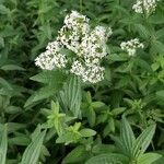 Galium rubioides Floare