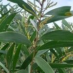 Acacia spirorbis Blad