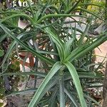 Aloiampelos striatula برگ
