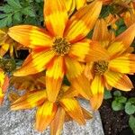 Bidens triplinervia Flower