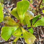 Beaupreopsis paniculata List