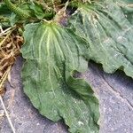 Plantago major Leaf