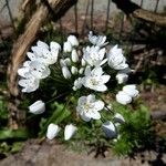 Allium massaessylum Fula