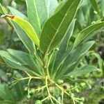 Kraussia floribunda Hoja