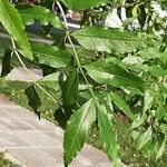 Fraxinus angustifolia Blatt