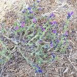 Echium sabulicola Habit