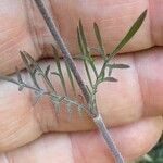 Scabiosa triandra Leaf