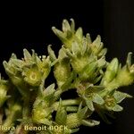 Scleranthus uncinatus Плід