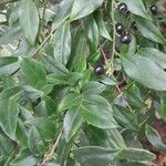 Sarcococca ruscifolia Blad