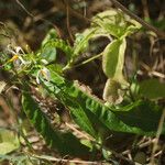 Solanum bahamense Flor
