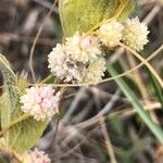 Cuscuta approximata Цветок