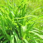 Hemerocallis citrina পাতা