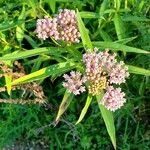 Asclepias incarnata 葉