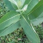 Asclepias sullivantii Листок