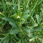 Leucanthemum vulgareLeaf