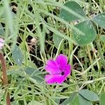 Clarkia pulchella Квітка