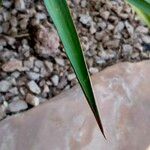 Yucca rupicola Blad