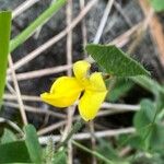 Lotus parviflorus 花
