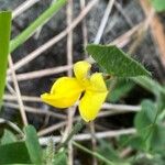 Lotus parviflorus Blüte