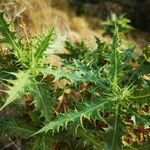 Carthamus arborescens Hoja
