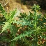 Carthamus arborescens Leaf