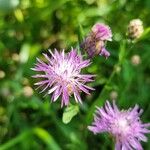 Centaurea jaceaЦветок