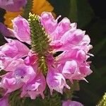 Physostegia virginiana 花