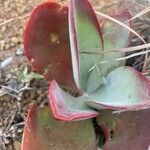 Kalanchoe tetraphylla 葉