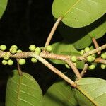 Ficus citrifolia Vrucht