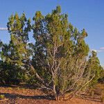 Juniperus monosperma Hábito