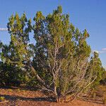 Juniperus monosperma عادت داشتن