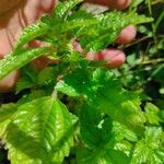 Pilea pumila Flower