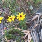 Coreopsis leavenworthii Flor