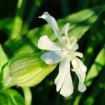 Silene latifoliaBlomst