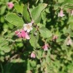 Symphoricarpos rotundifolius