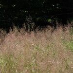 Agrostis capillaris Habit