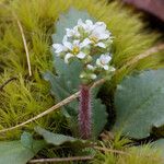 Micranthes virginiensis Hábitos