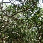 Pandanus purpurascens Hábito