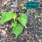 Begonia modestiflora List