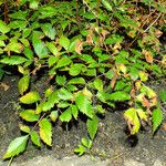 Astilbe japonica Habitatea