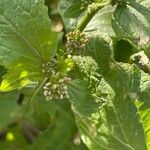 Brassica juncea फूल