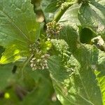 Brassica juncea Flor