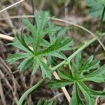 Malva tournefortiana Leaf