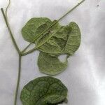 Gurania bignoniacea অন্যান্য