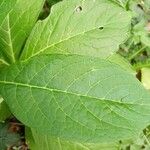 Phytolacca esculenta Hoja