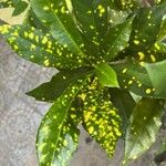 Codiaeum variegatum برگ