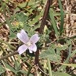 Malva multiflora برگ