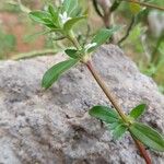 Diodia virginiana Blatt