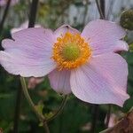 Anemone x hybrida Flor