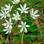 Ornithogalum divergensപുഷ്പം